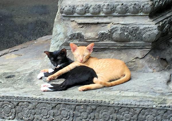 アンコールワットでじゃれつく猫