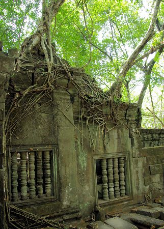 ベンメリア遺跡、建物と樹が一体になっている