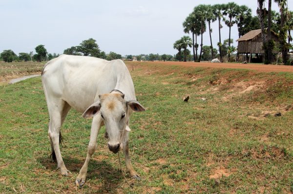 カンボジアの農村の牛