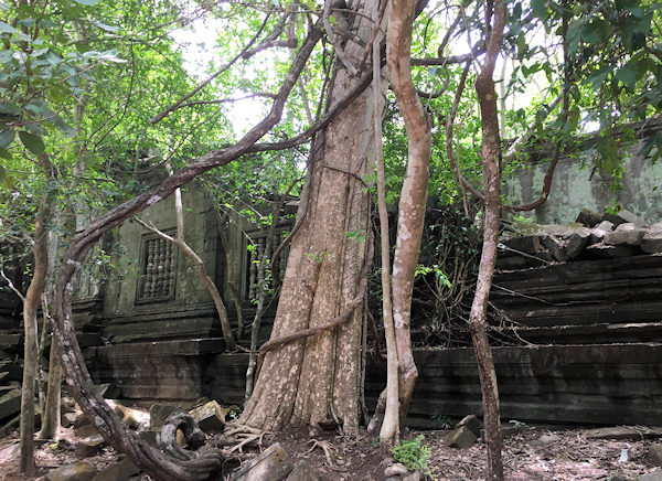 ベンメリア遺跡の巨木