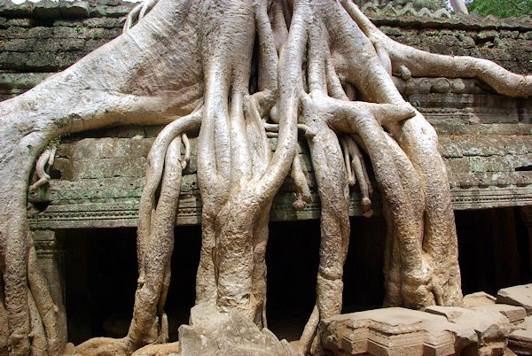 タ・プローム、木の根に押しつぶされる寺院
