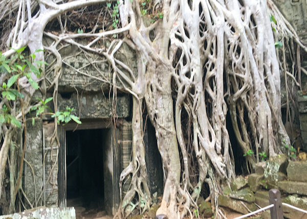 タ・ブローム（アンコール遺跡）で建物を覆う樹木の根