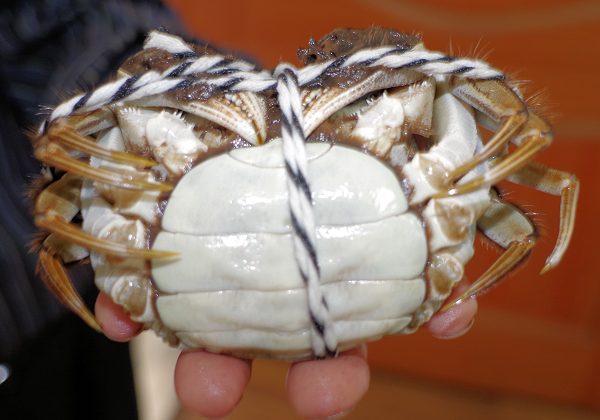 CĨIXEX̌BX͗ȂłB