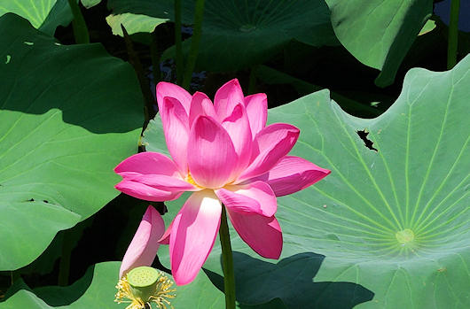 頤和園、昆明湖の蓮の花