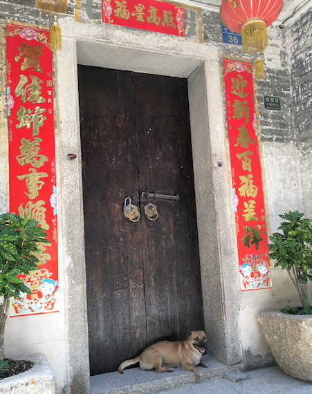 古鎮で見かけた犬（深圳、大鵬所城）