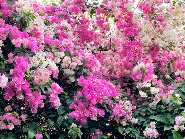 三角梅（深圳の観光地、甘坑古鎮）