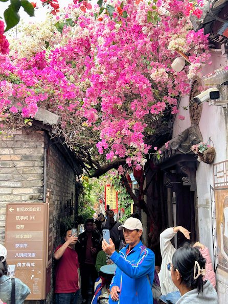 深圳の観光地、甘坑古鎮の三角梅