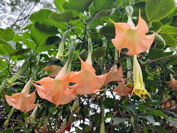 深圳の観光地、甘坑古鎮