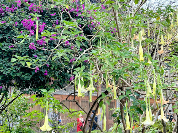 深圳の観光地、甘坑古鎮