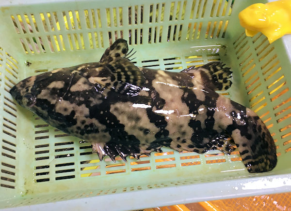 深圳の市場で海鮮料理