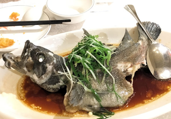 順徳料理レストランの清蒸石斑（蒸しガルーパ）