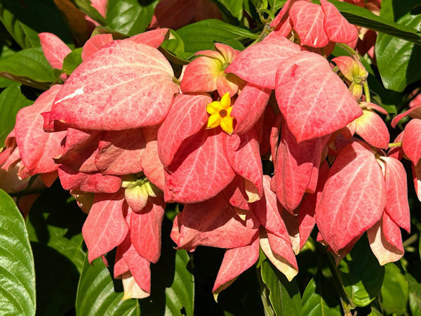 深圳人才公園内の流花山公園