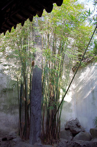 蘇州、留園、中庭の竹林