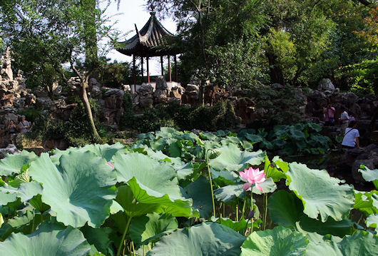 蘇州、留園（涵碧山房前の蓮）